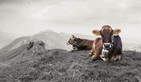 Das KUHle Tagungshotel im Allgäu